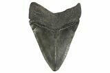 Serrated, Fossil Megalodon Tooth - South Carolina #321317-1
